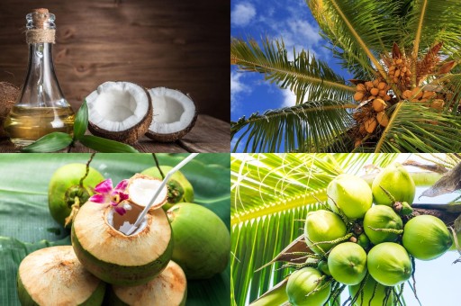 DOĞANIN ŞİFALI DOKUNUŞU: HİNDİSTAN CEVİZİ YAĞININ MUCİZESİ