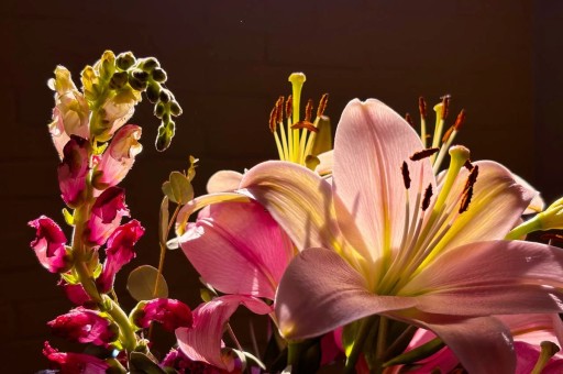 UZUN ÖMÜRLÜ YAZ ÇİÇEKLERİ