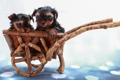 Royal Canin: Evcil Hayvanlar İçin Bilim Temelli Beslenme