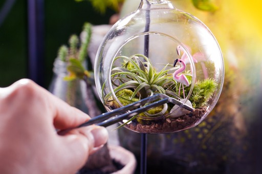 Özgürlüğüne Düşkün Bitki: Tillandsia