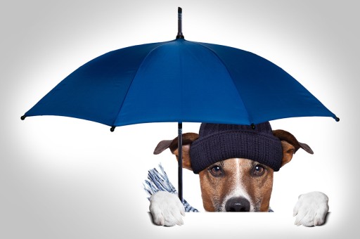 Köpeklerin de Şemsiyesi Olur!