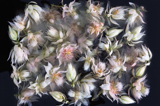 Buzda Dondurulmuş Melankolik Çiçekler