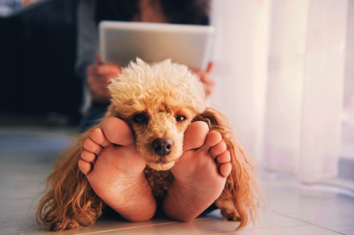 Köpeklerin Yatıştıran Beden Dili