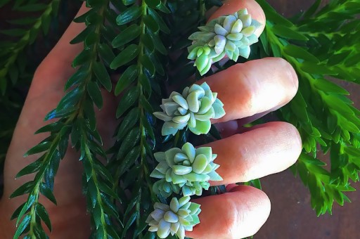 Tırnaklarda Sukulent Modası!