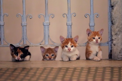 Haftanın Etkinlikleri