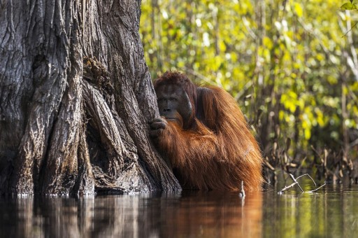 Doğanın Objektife Yansıması