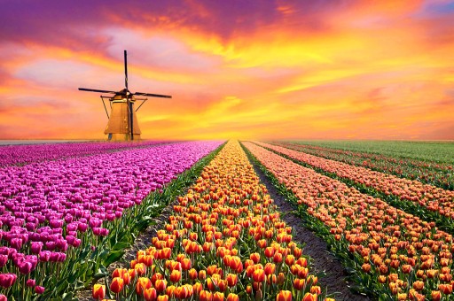 Çiçeklerin Peşinde Rengarenk Bir Gezi