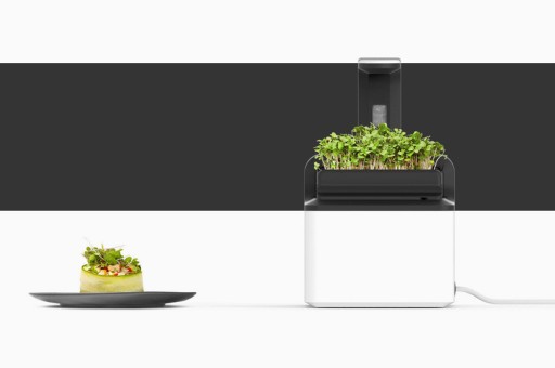 Mutfağınızdaki Mikro Bahçe