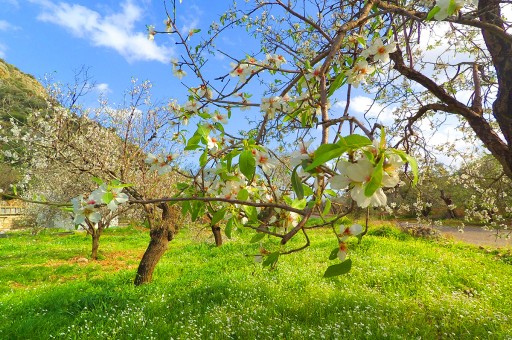 Badem Çiçekleri Datça’da Açıyor