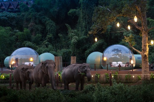 Fillerin Ev Sahipliğinde Eşsiz Bir Tatil