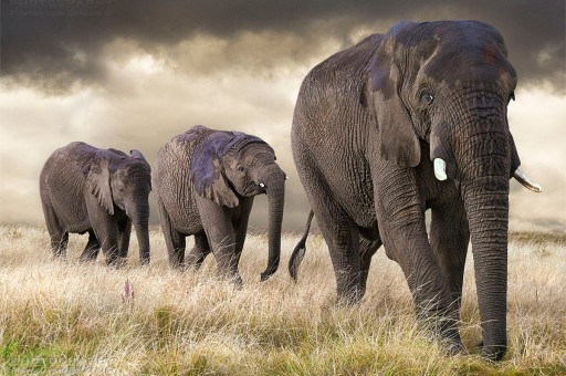 Vahşi Doğadan Büyüleyici Kareler