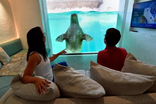 Kuzey Kutbu Odanıza Geldi