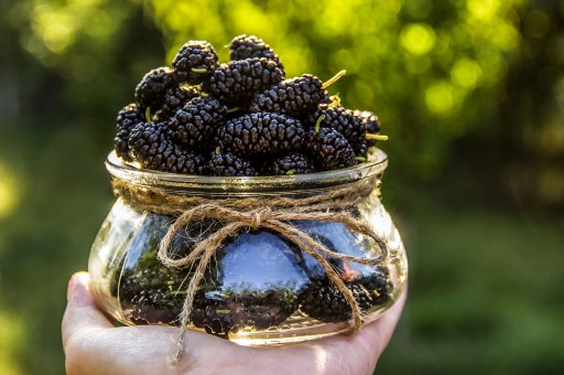 En Sağlıklı Yaz Meyvelerinden Biri: Karadut