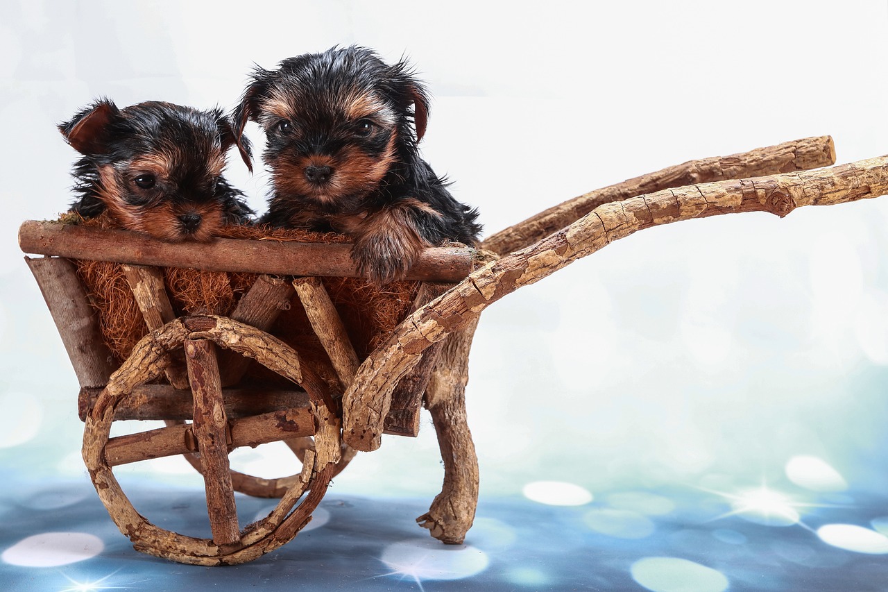 Royal Canin: Evcil Hayvanlar İçin Bilim Temelli Beslenme 