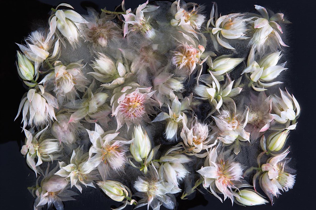 Buzda Dondurulmuş Melankolik Çiçekler