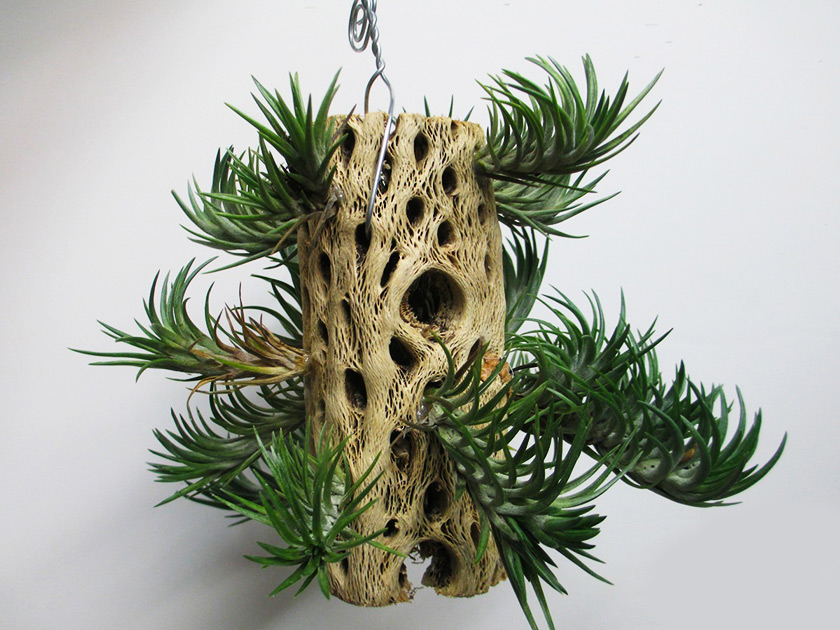 dekorasyontillandsia_05