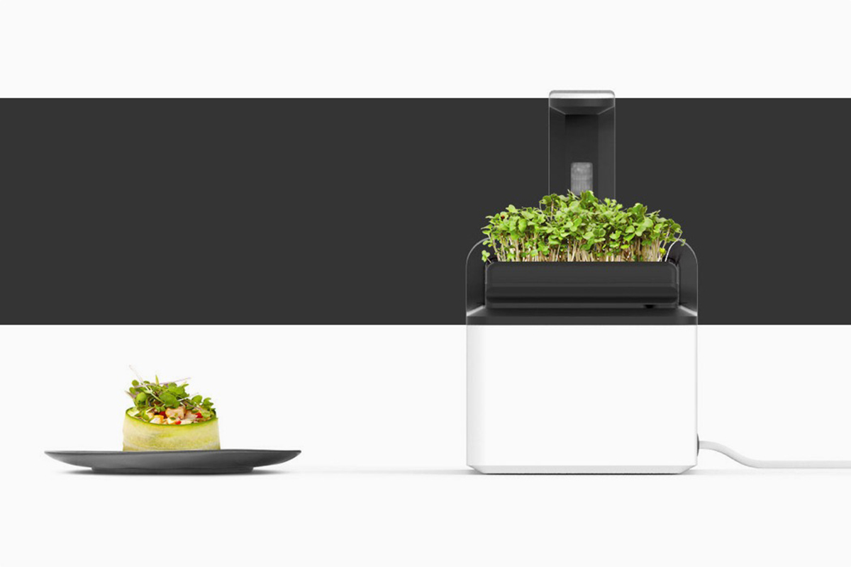 Mutfağınızdaki Mikro Bahçe