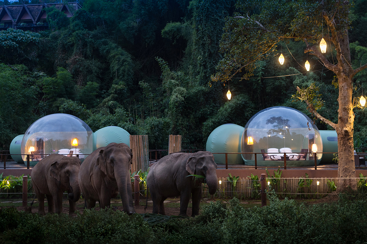 Fillerin Ev Sahipliğinde Eşsiz Bir Tatil