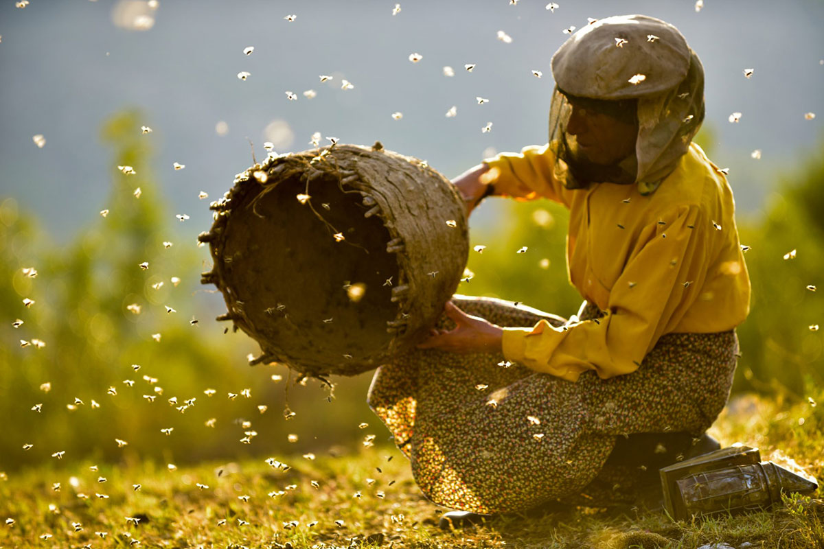 Bir Rumeli Güzellemesi: Honeyland